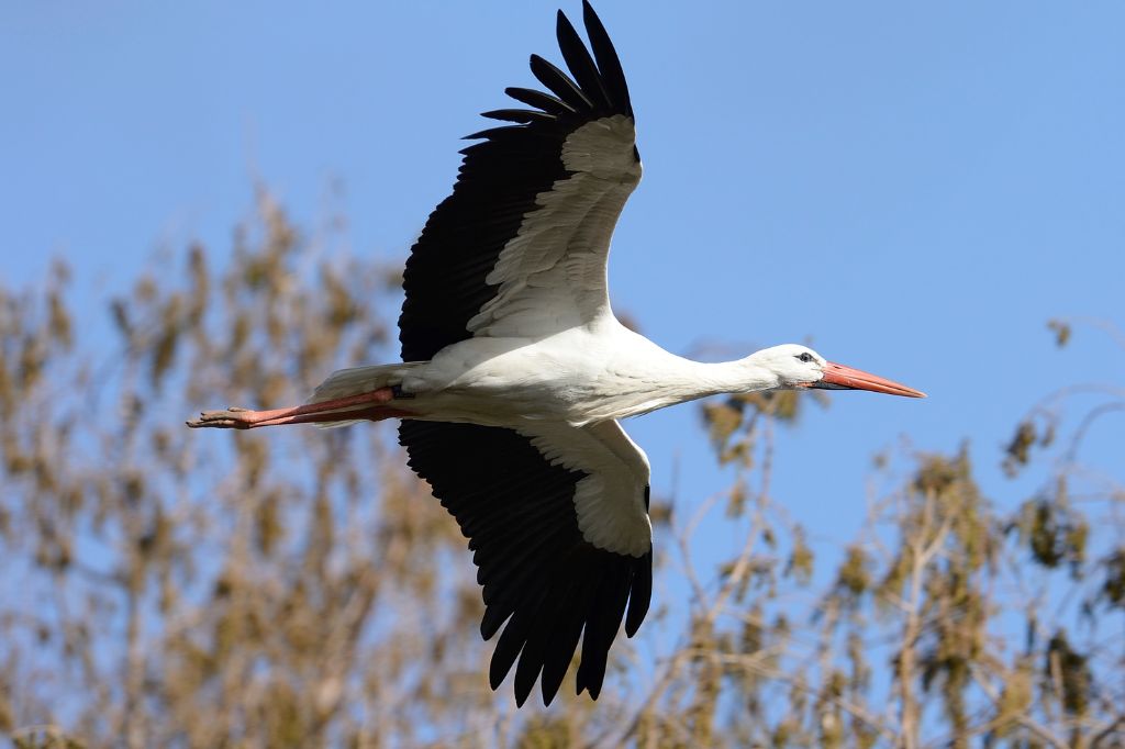 Los mejores lugares para observar aves mientras acampas