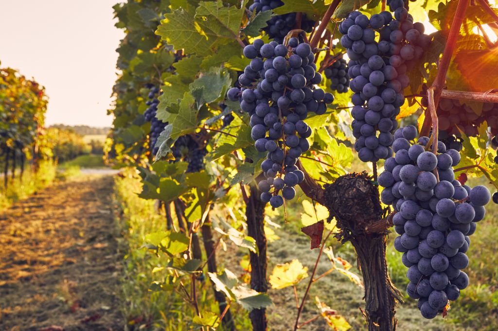 Campings para visitar los viñedos y las bodegas en España